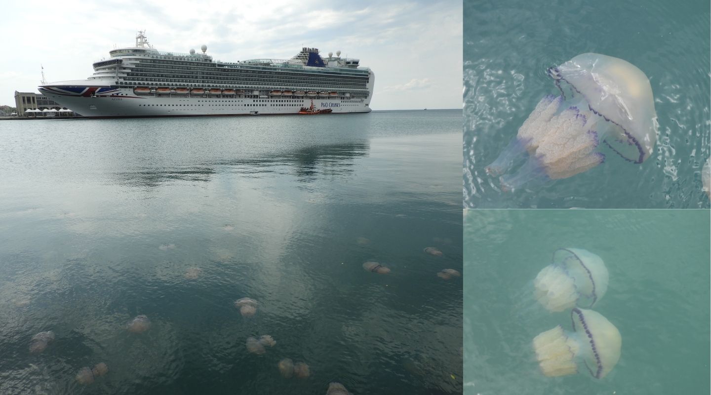 Copertina per Rive di Trieste invase dalle meduse, un problema nell'ecosistema
